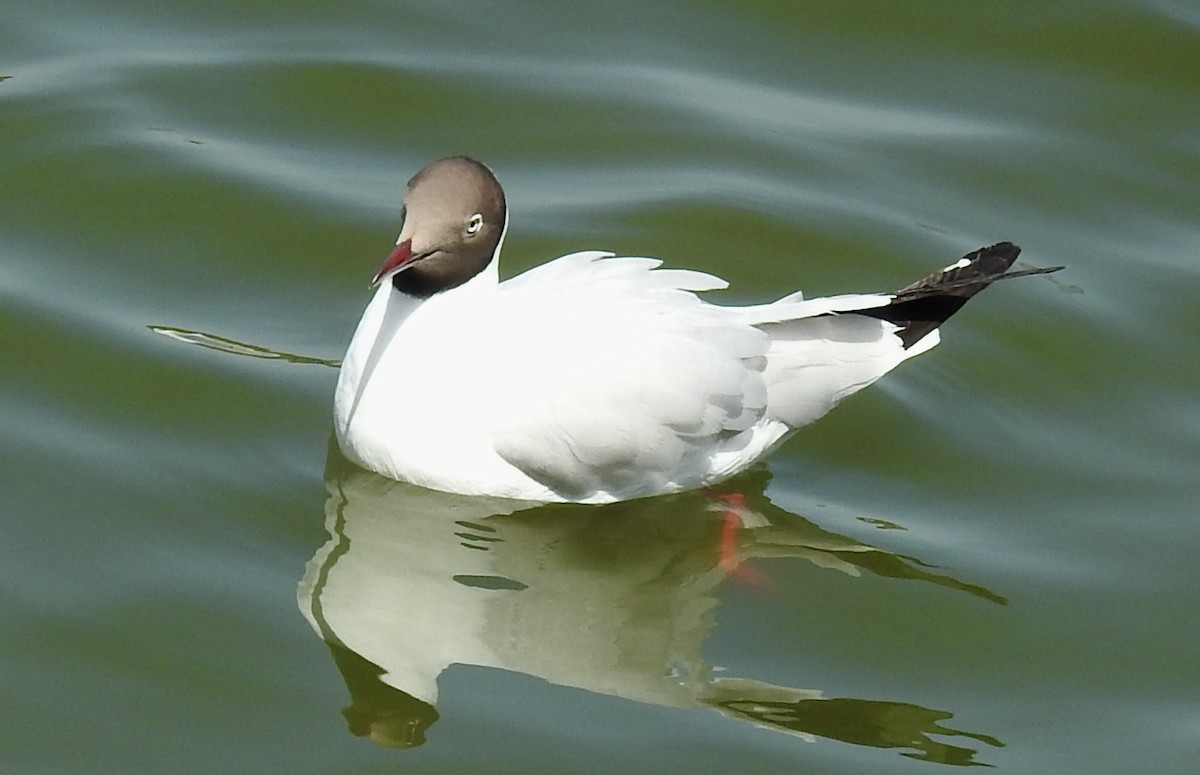 Brown-headed Gull - shantilal  Varu