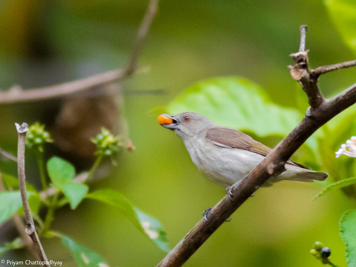 Thick-billed Flowerpecker - ML618067970