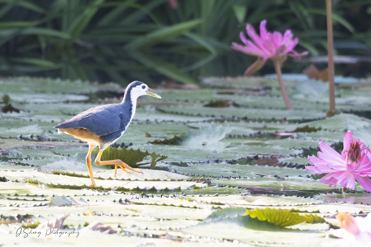 White-breasted Waterhen - Diana Shang