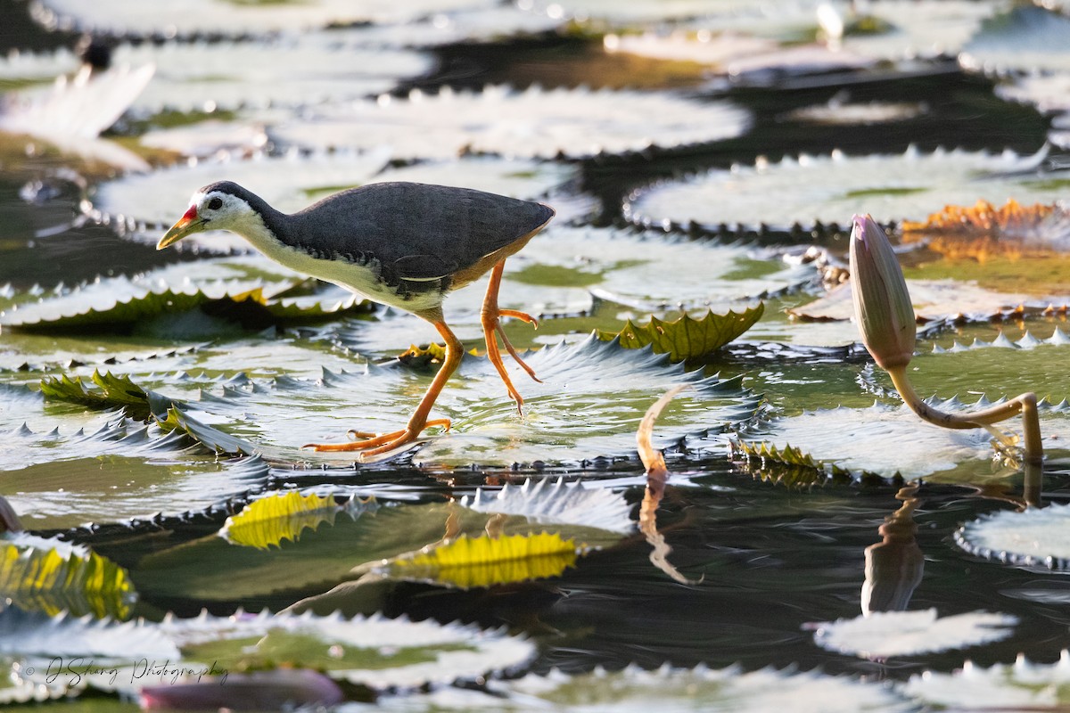 White-breasted Waterhen - Diana Shang