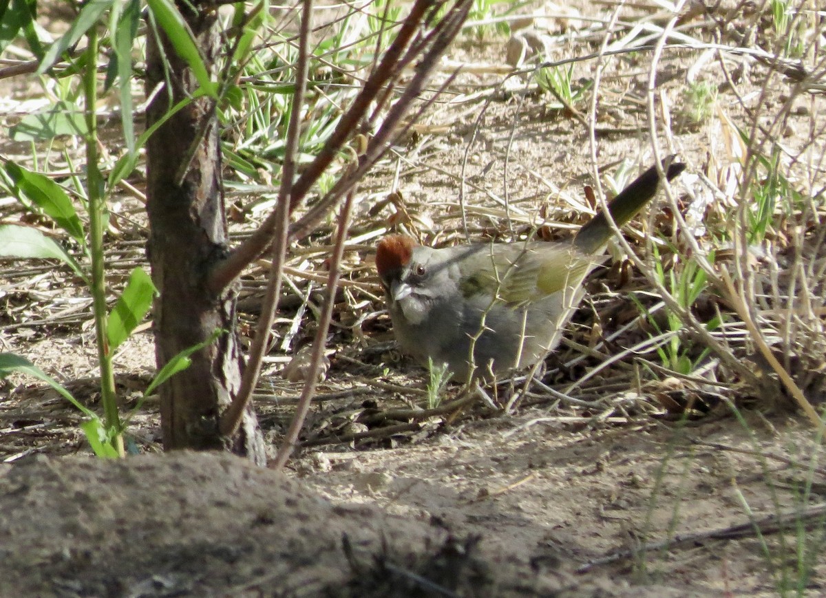 Green-tailed Towhee - Dawn Zappone