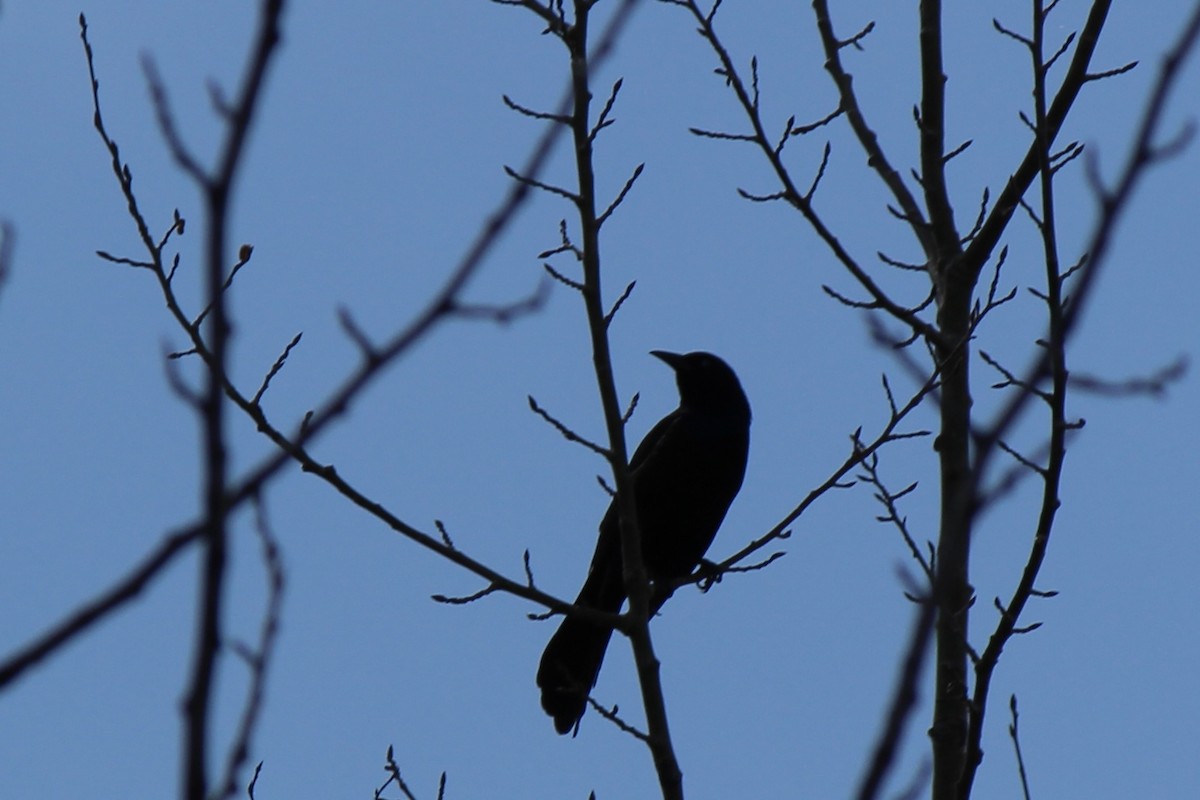 Common Grackle - Amy Ressler-Williams