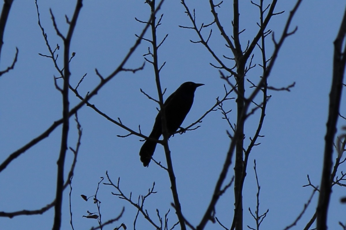 Common Grackle - Amy Ressler-Williams