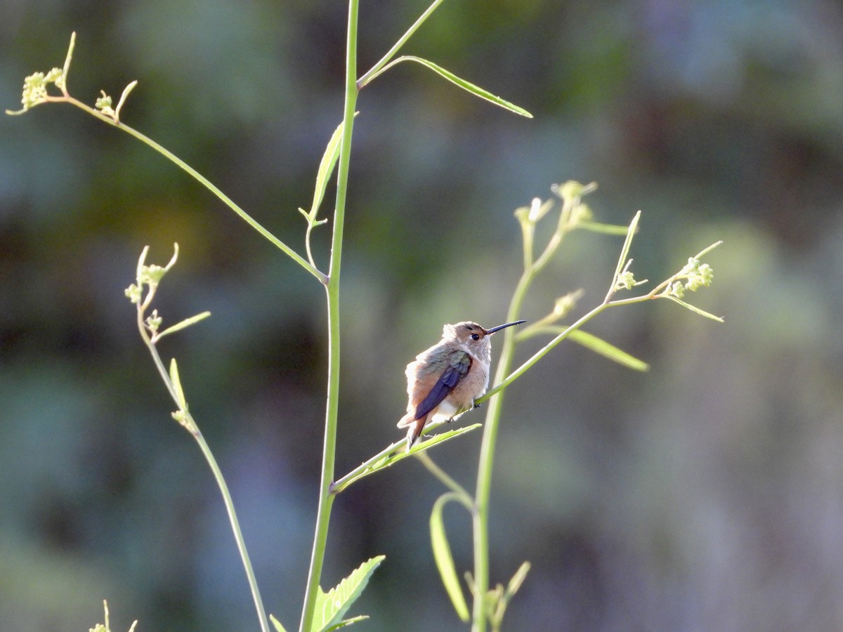 Allen's Hummingbird - ML618068044