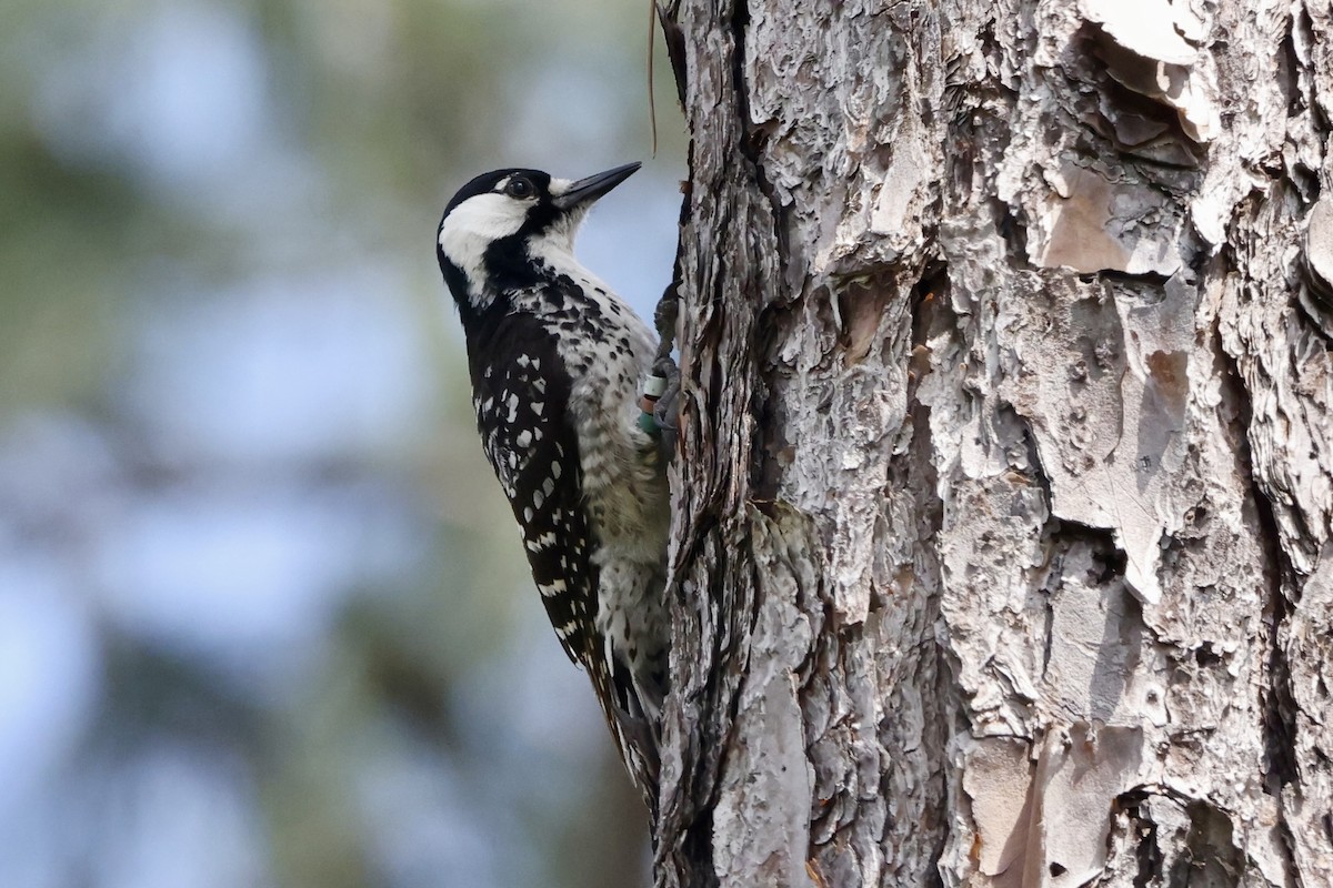 Red-cockaded Woodpecker - ML618068052