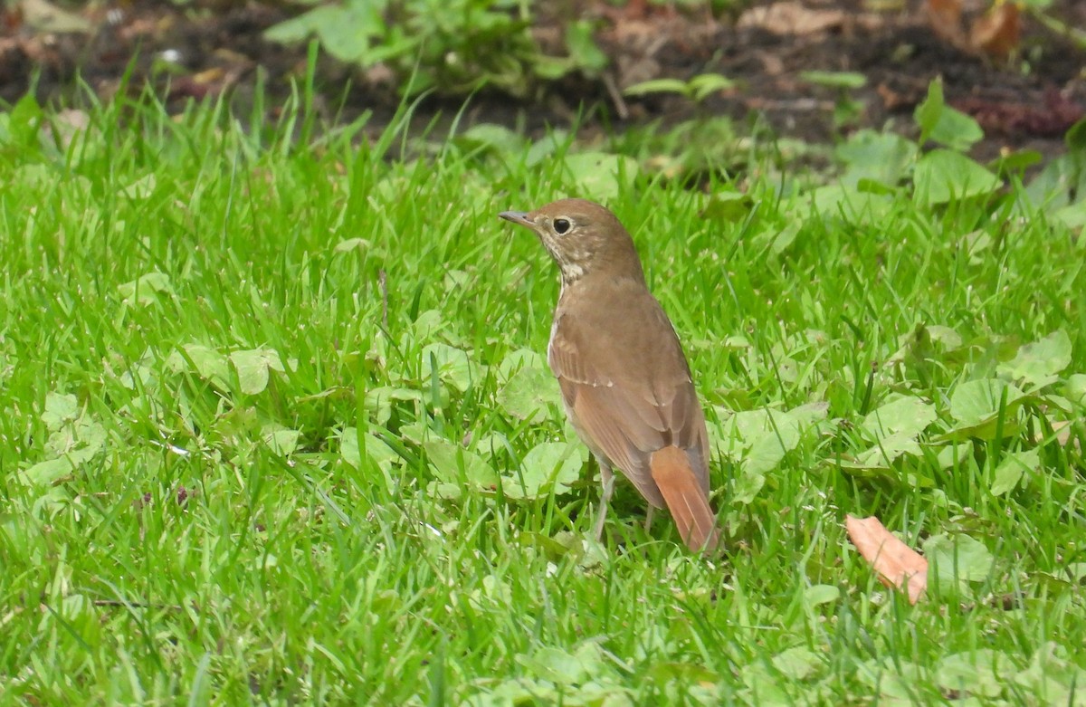 Hermit Thrush - Matt Tobin