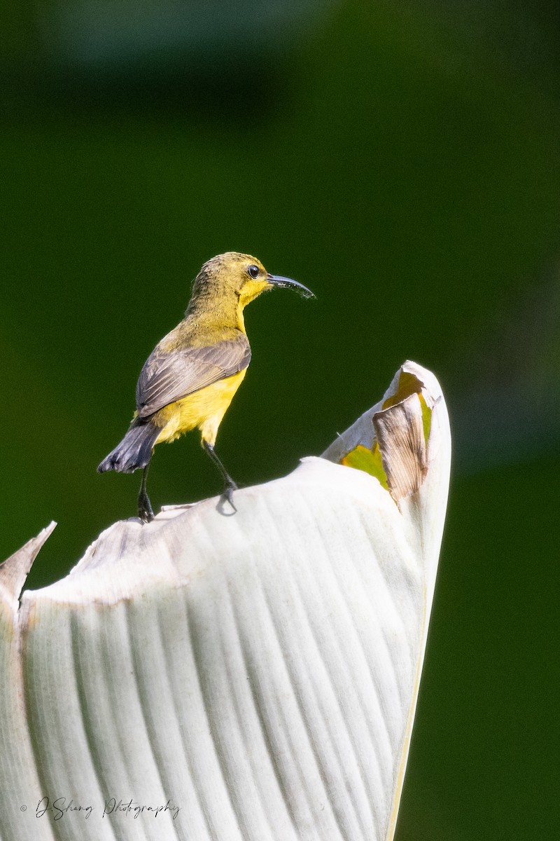 Ornate Sunbird - Diana Shang