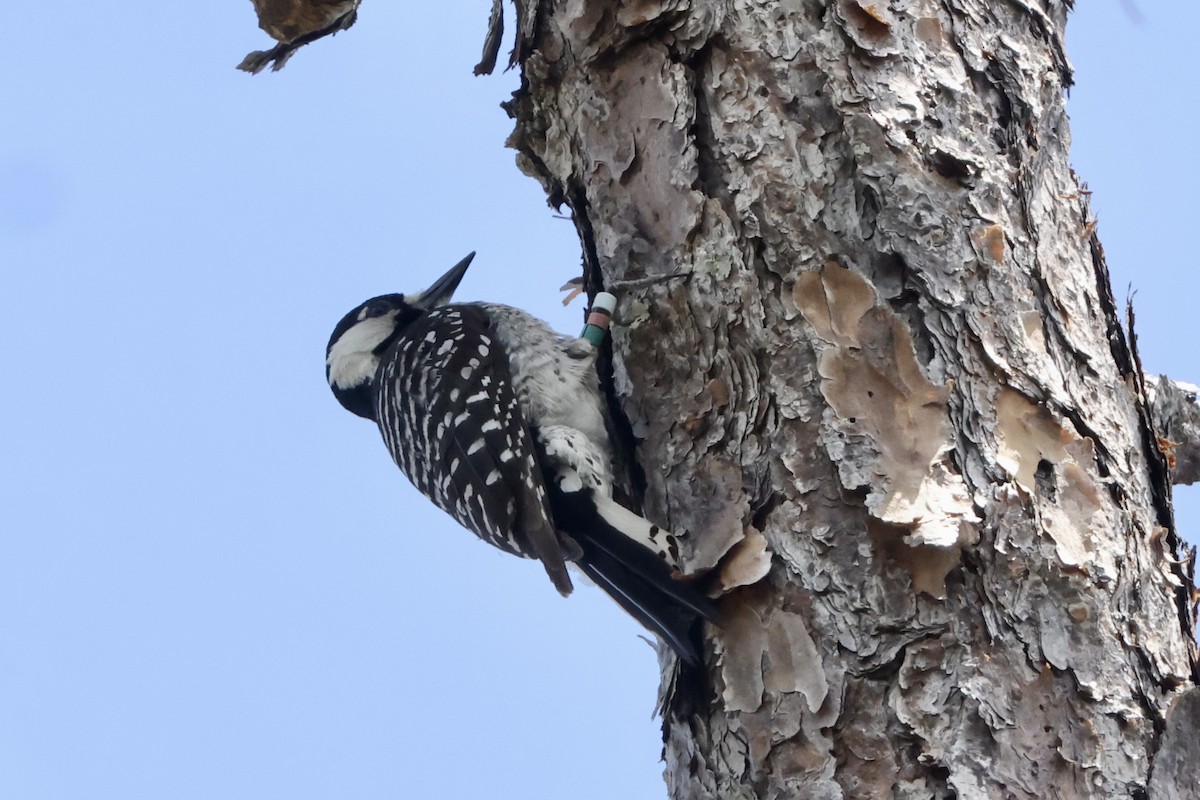 Red-cockaded Woodpecker - ML618068068