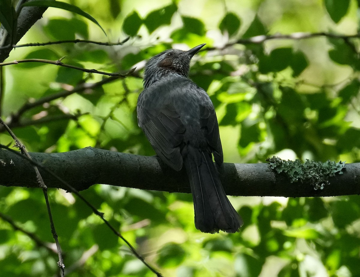 Brown-eared Bulbul - ML618068087