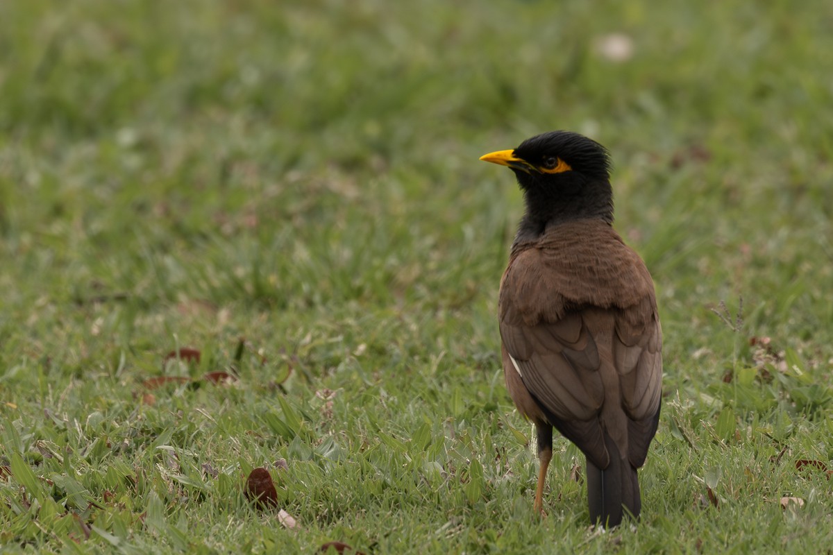 Common Myna - ML618068090