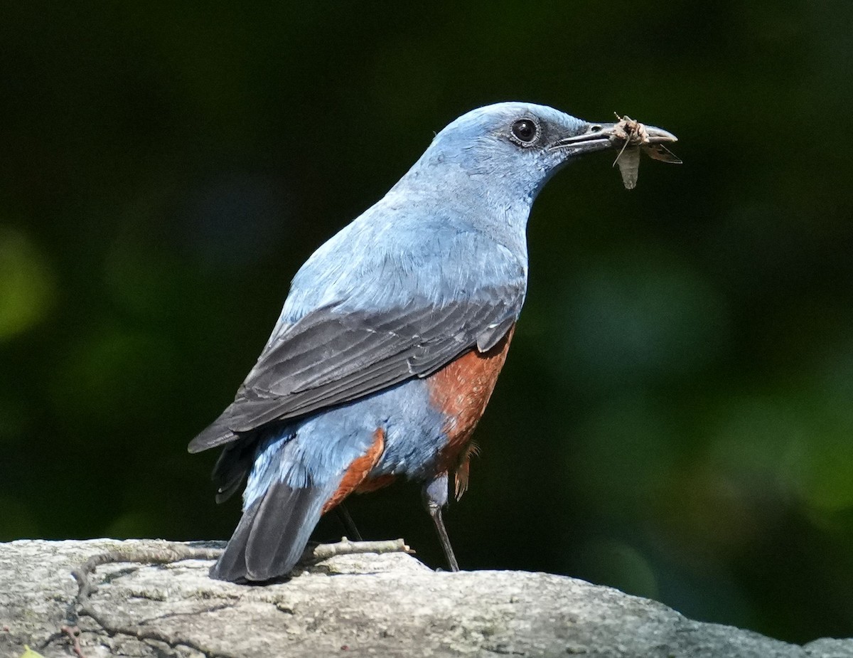 Blue Rock-Thrush - ML618068098