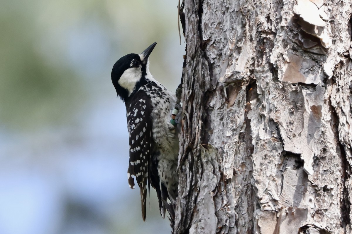 Red-cockaded Woodpecker - ML618068105