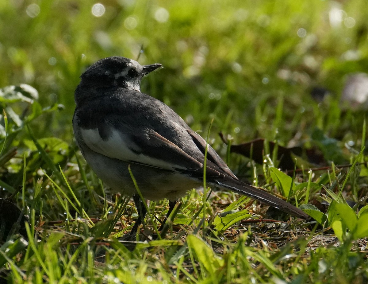 White Wagtail - ML618068118