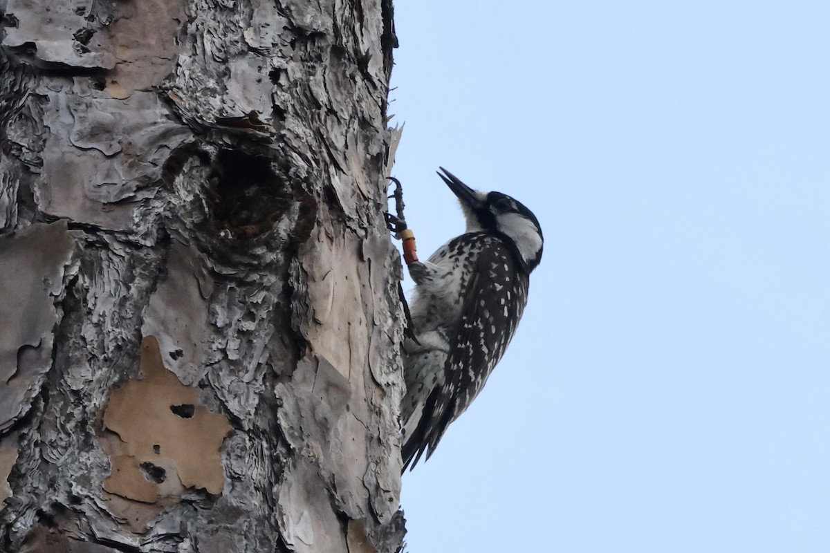 Red-cockaded Woodpecker - ML618068122