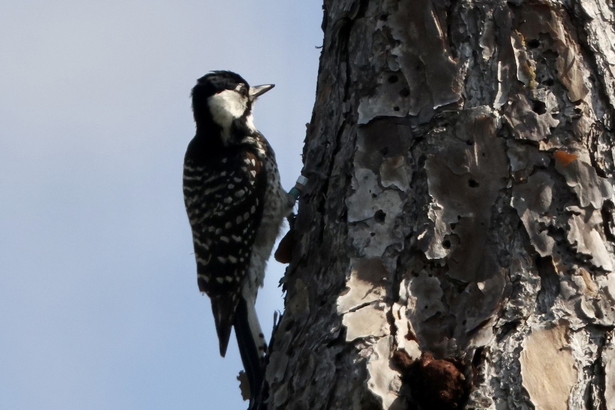 Red-cockaded Woodpecker - ML618068125