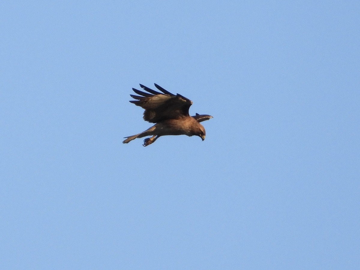 Red-tailed Hawk - ML618068137