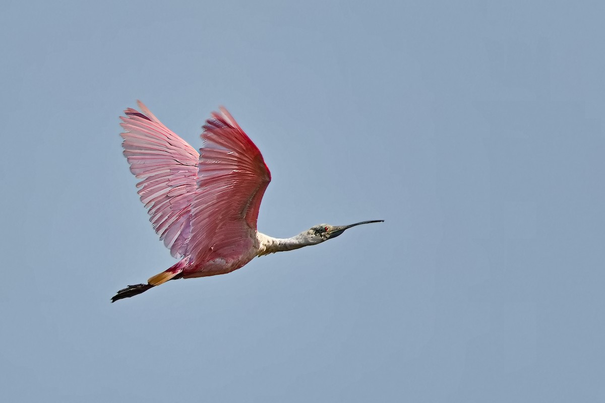 Roseate Spoonbill - Uday Wandkar