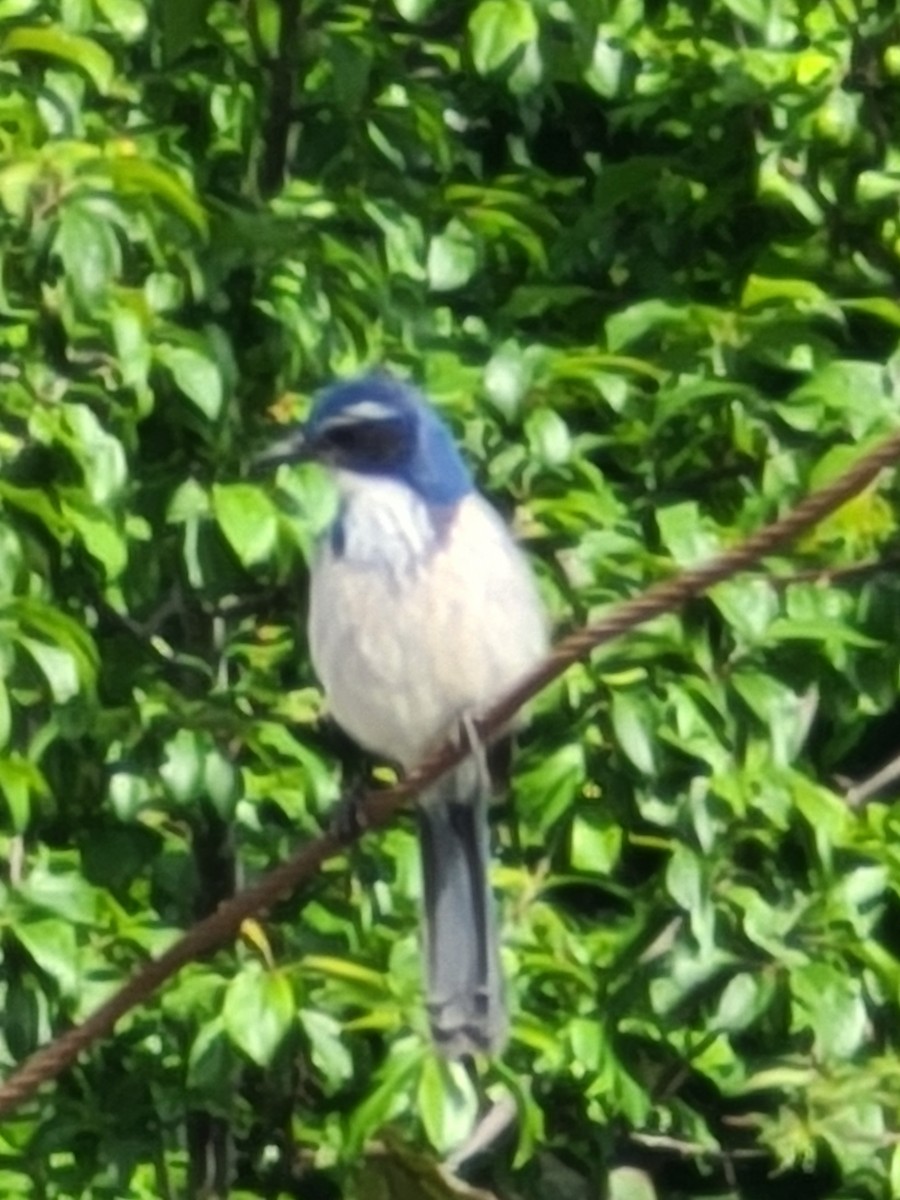 California Scrub-Jay - ML618068146