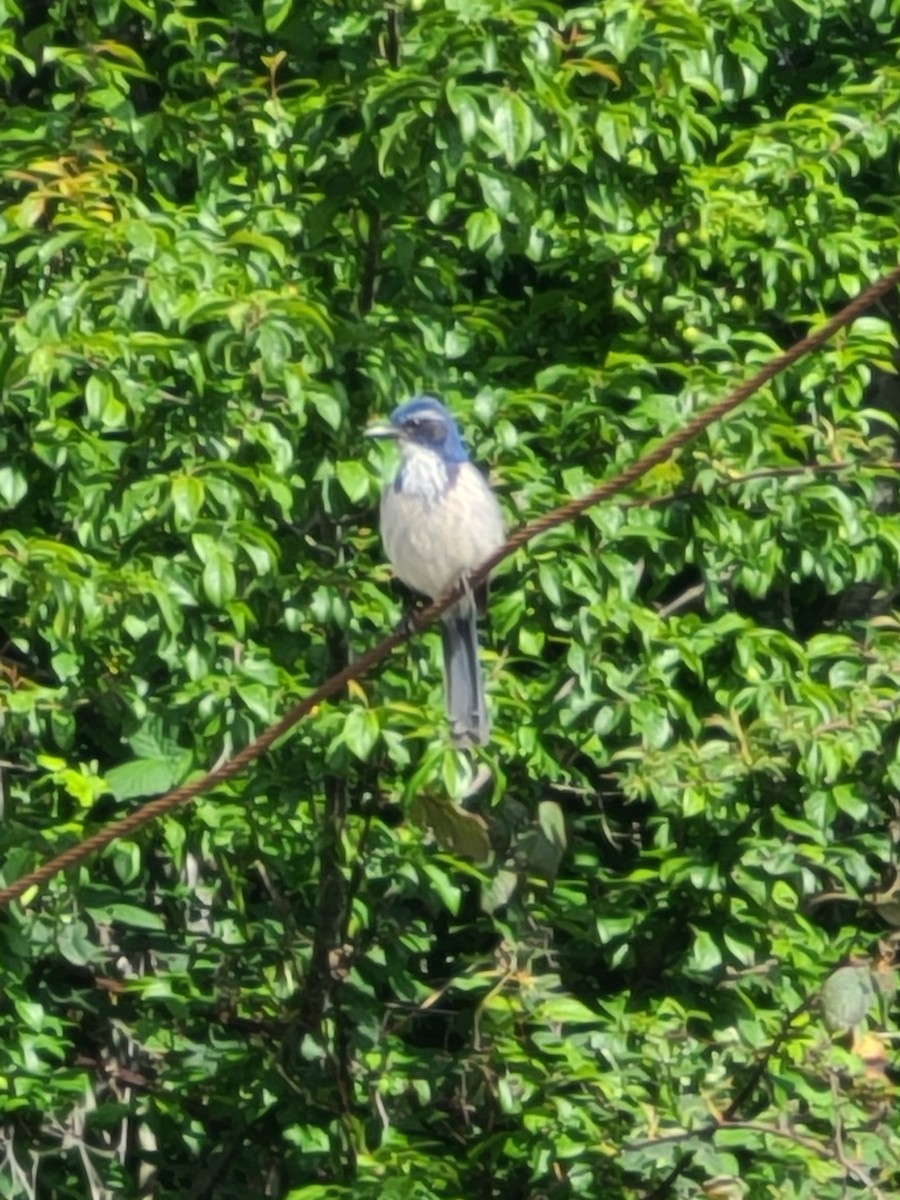 California Scrub-Jay - ML618068149