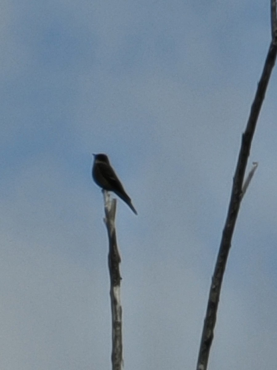 Western Wood-Pewee - ML618068164