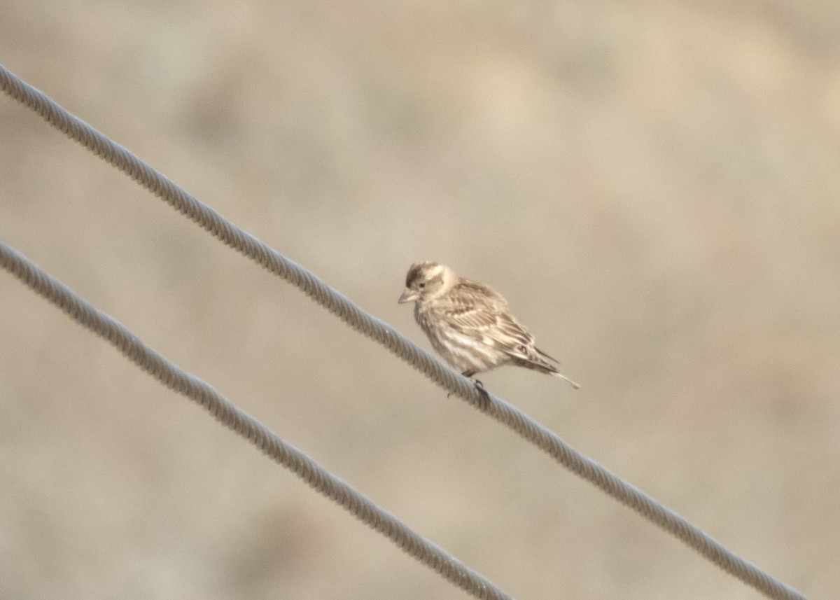 Rock Sparrow - Shahrzad Fattahi