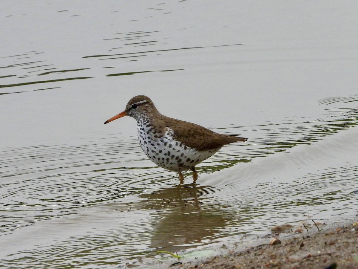 Spotted Sandpiper - ML618068180