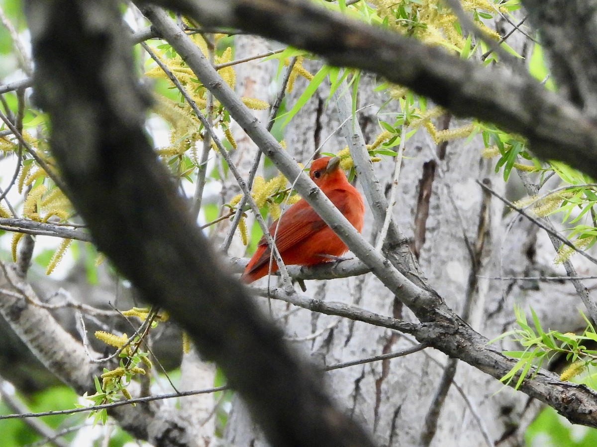 Summer Tanager - ML618068187