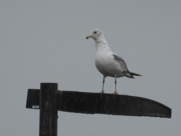 Ring-billed Gull - ML618068191