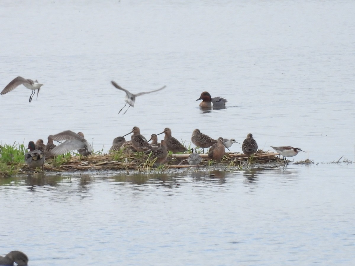 Hudsonian Godwit - Clayton Will