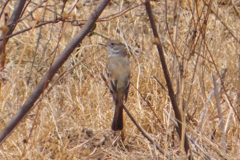 Ash-throated Flycatcher - Alberto Paz