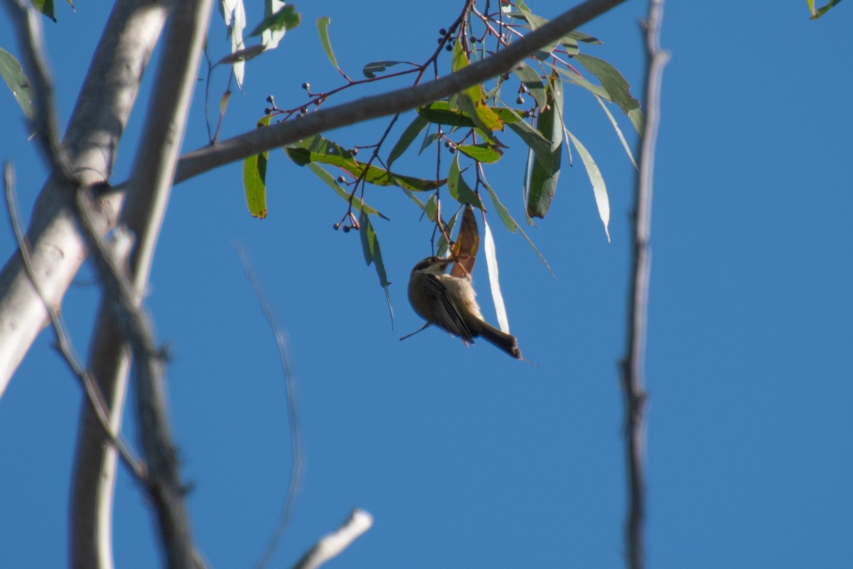 Brown-headed Honeyeater - ML618068232