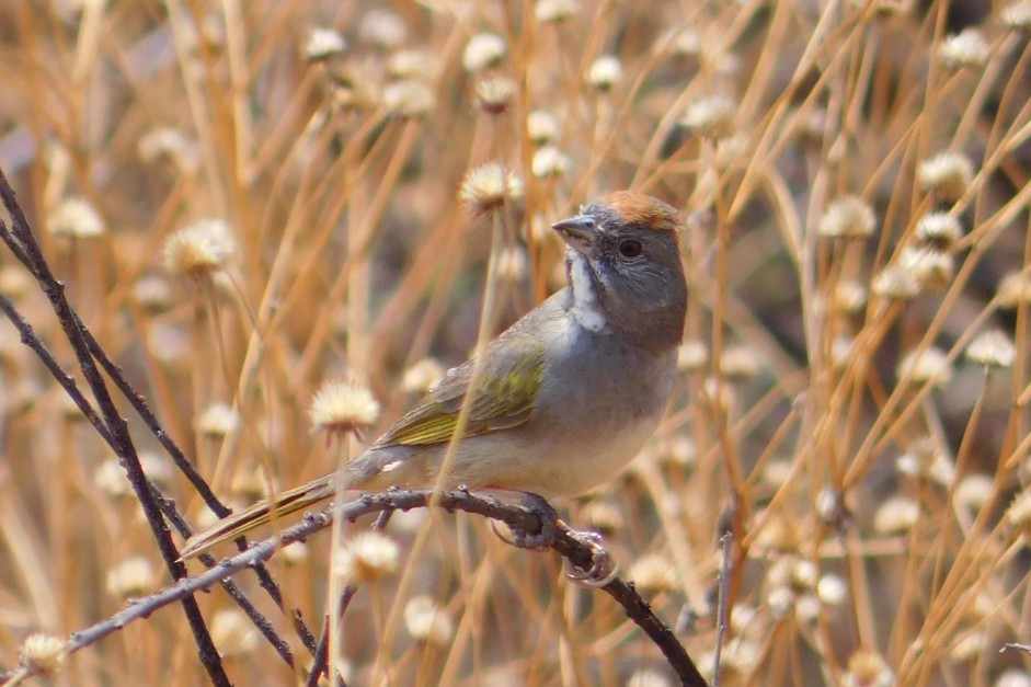 Green-tailed Towhee - ML618068236