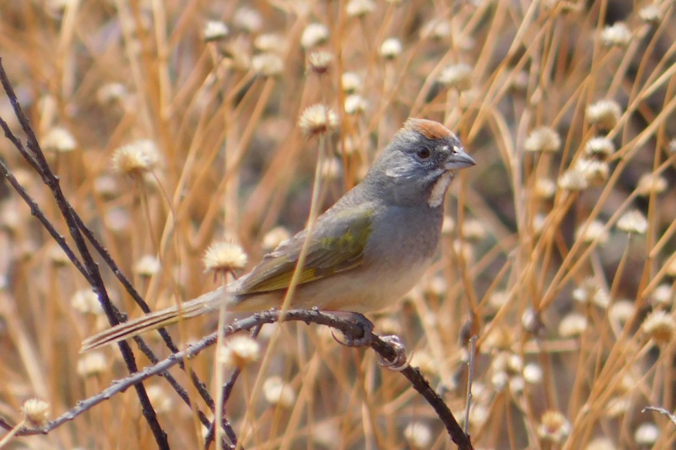 Green-tailed Towhee - ML618068237