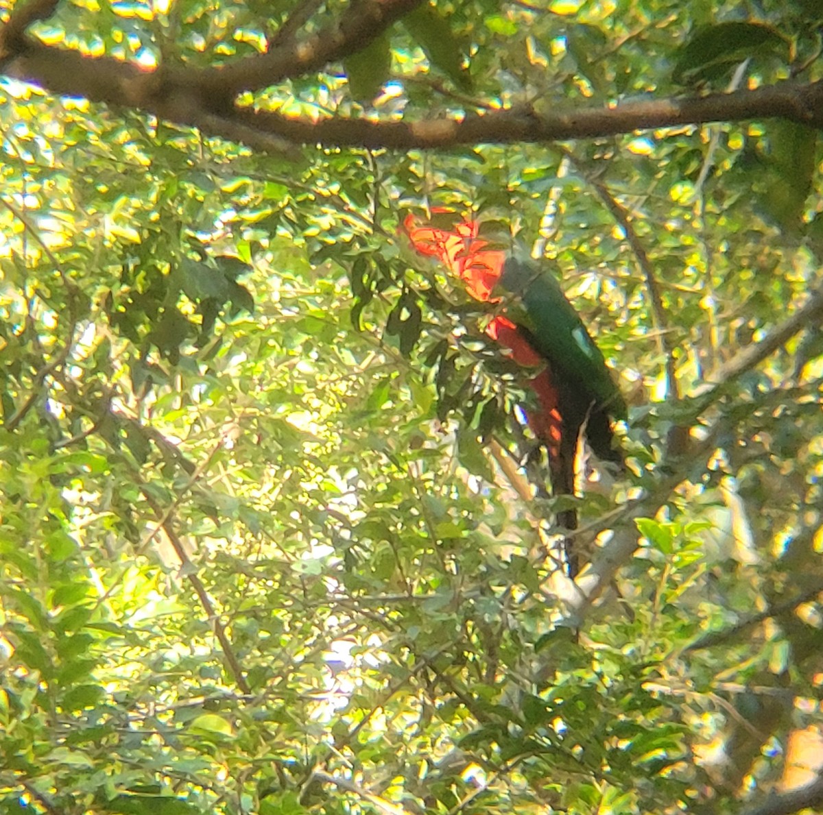 Australian King-Parrot - ML618068266