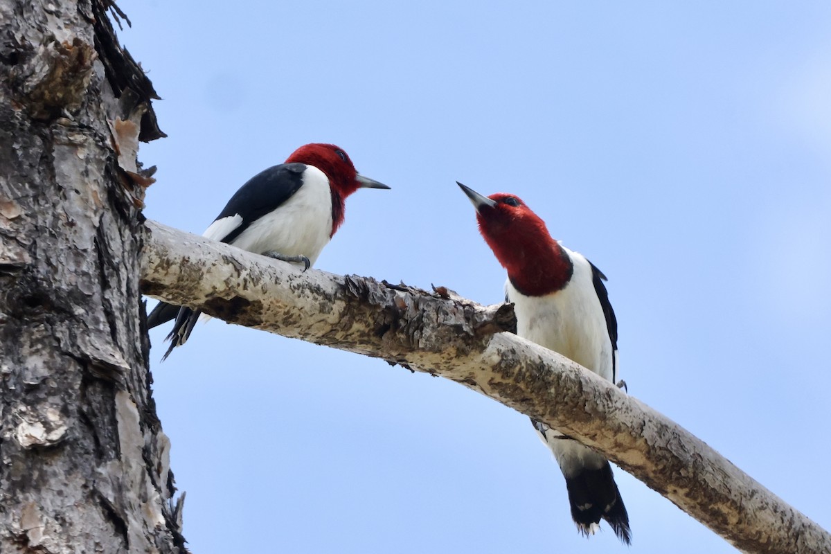 Red-headed Woodpecker - Alice Church