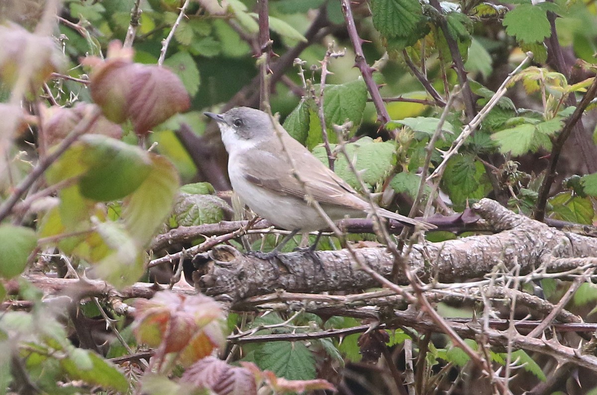 Lesser Whitethroat - Ashley Banwell