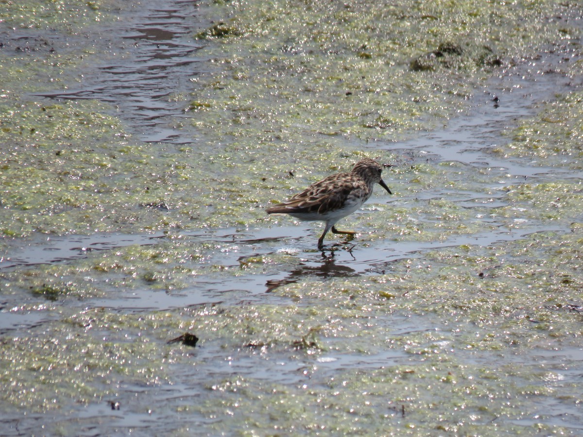 Least Sandpiper - Mike Major