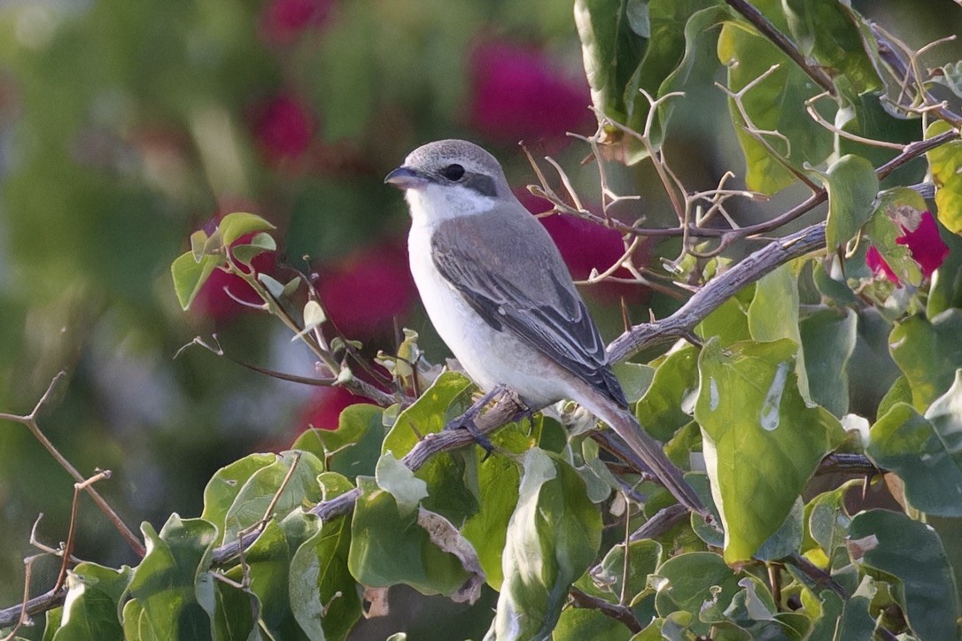 Red-tailed Shrike - Ted Burkett