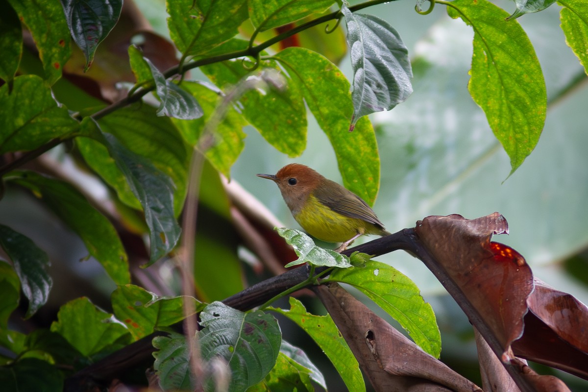 Rufous-headed Tailorbird - ML618068338