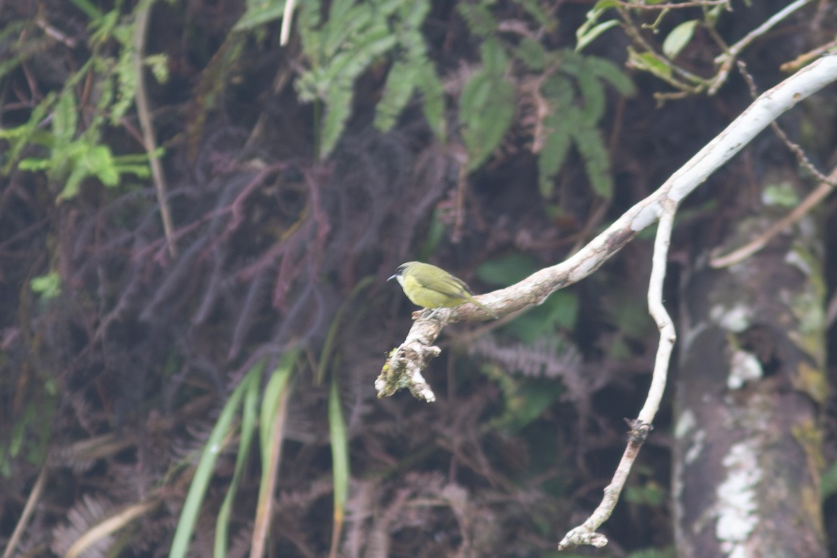 Mindanao White-eye - ML618068340