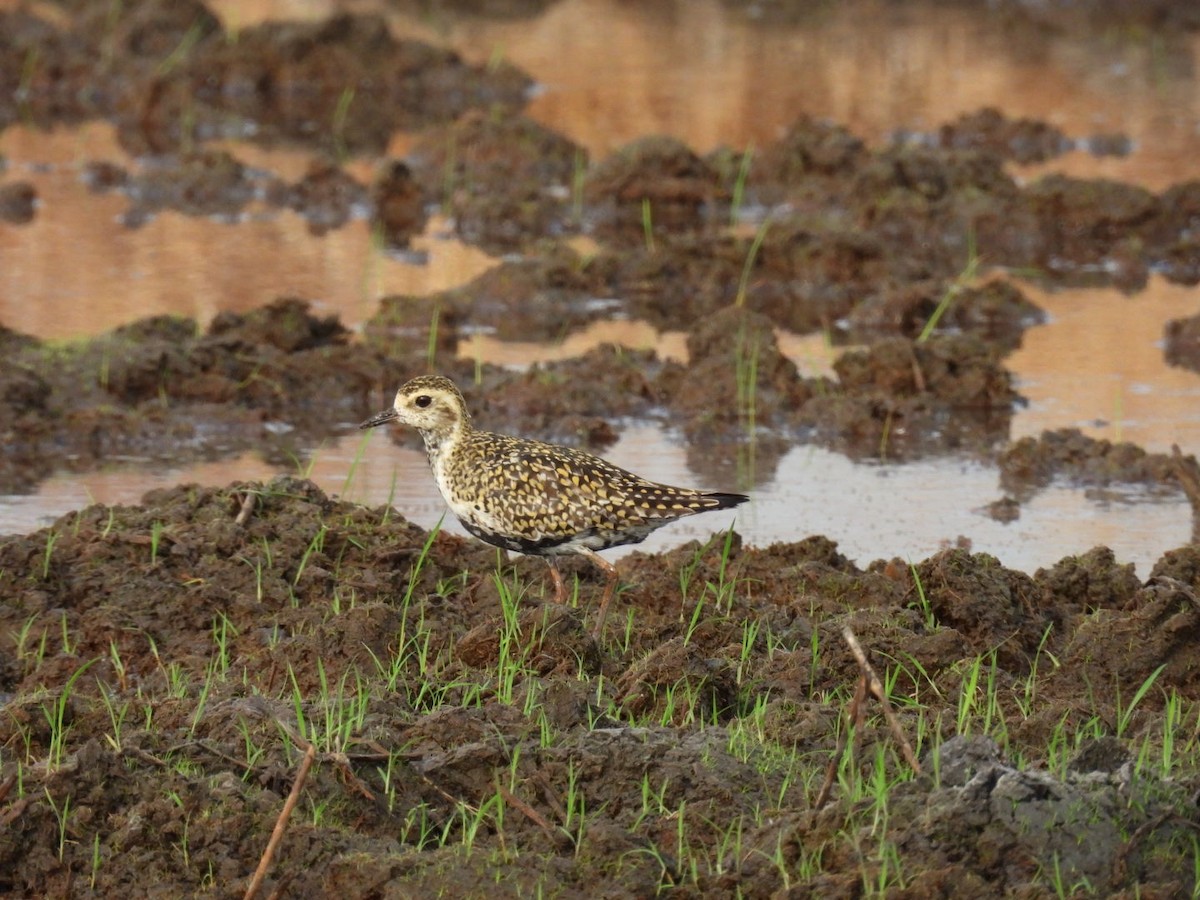 Pacific Golden-Plover - ML618068351