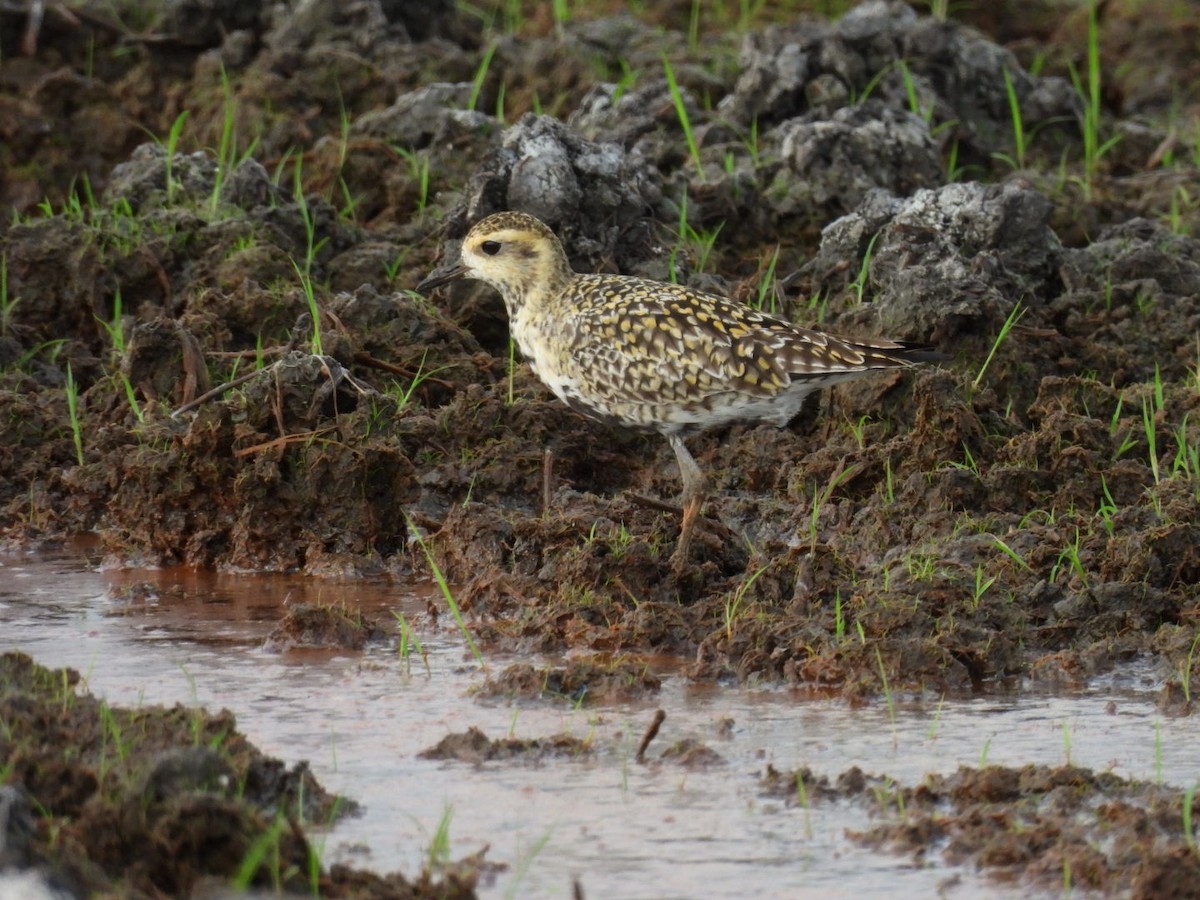 Pacific Golden-Plover - ML618068353