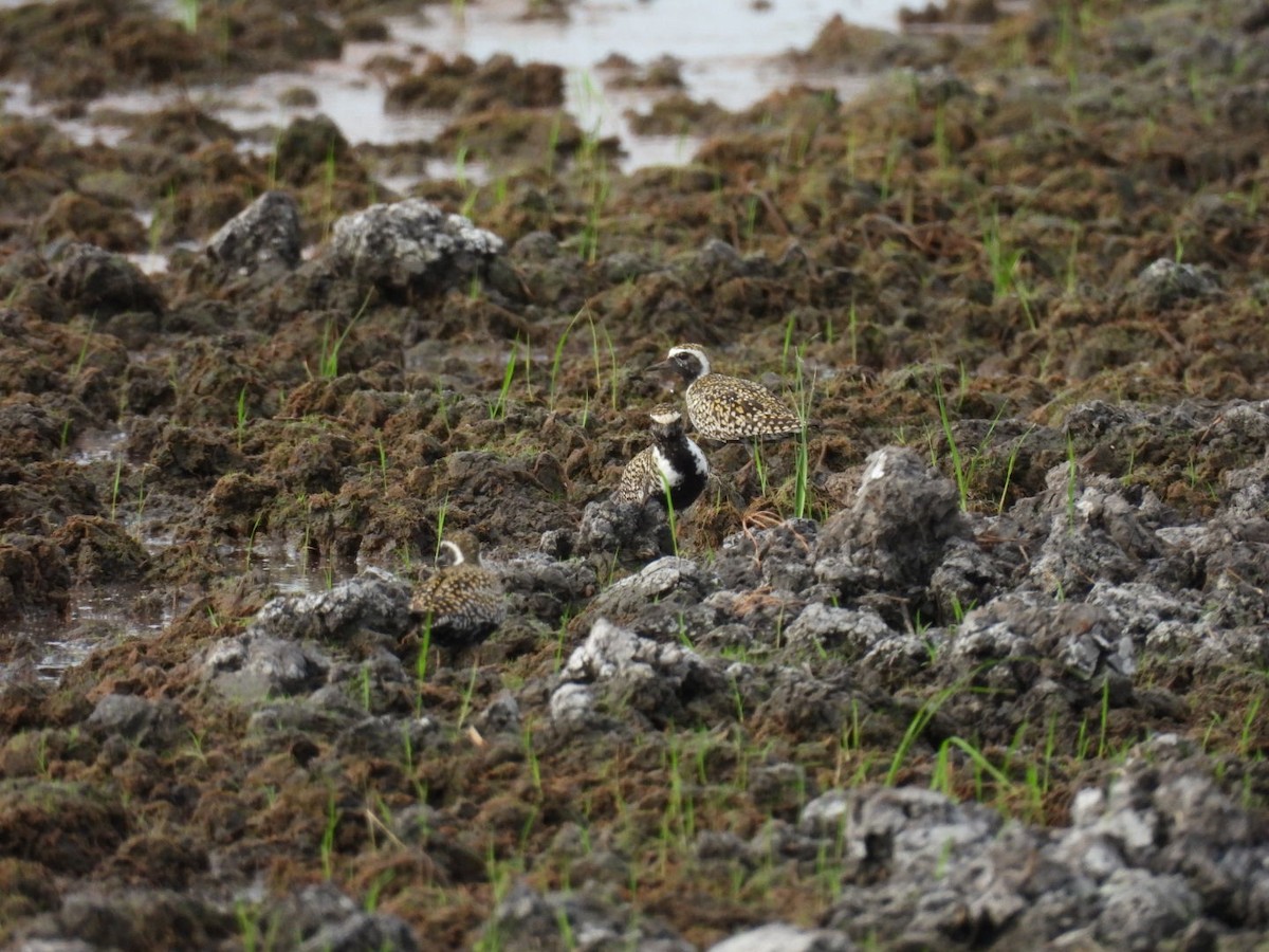 Pacific Golden-Plover - ML618068354