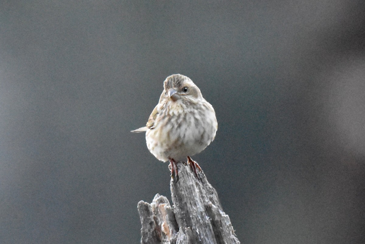 Purple Finch - ML618068358