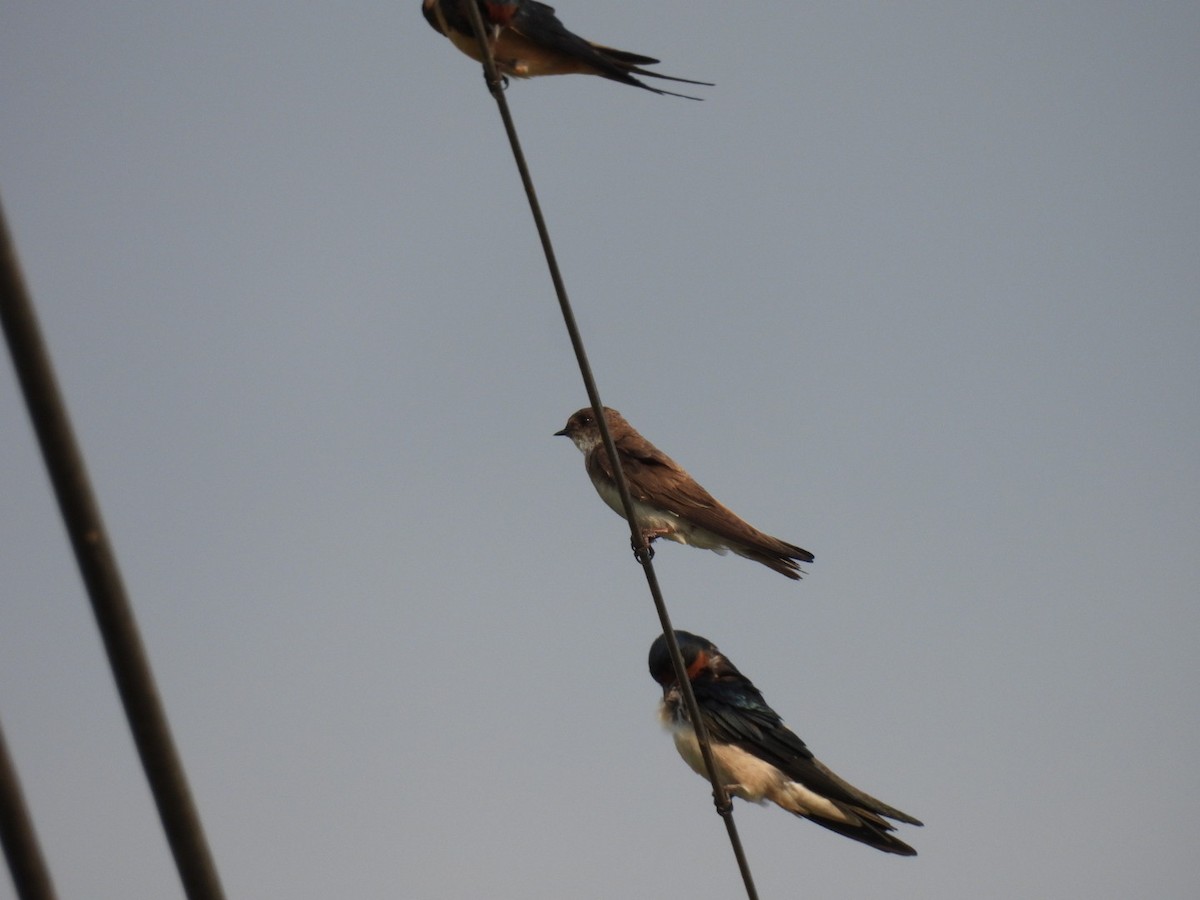 Bank Swallow - ML618068363