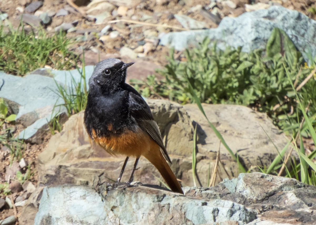 Black Redstart - Shahrzad Fattahi