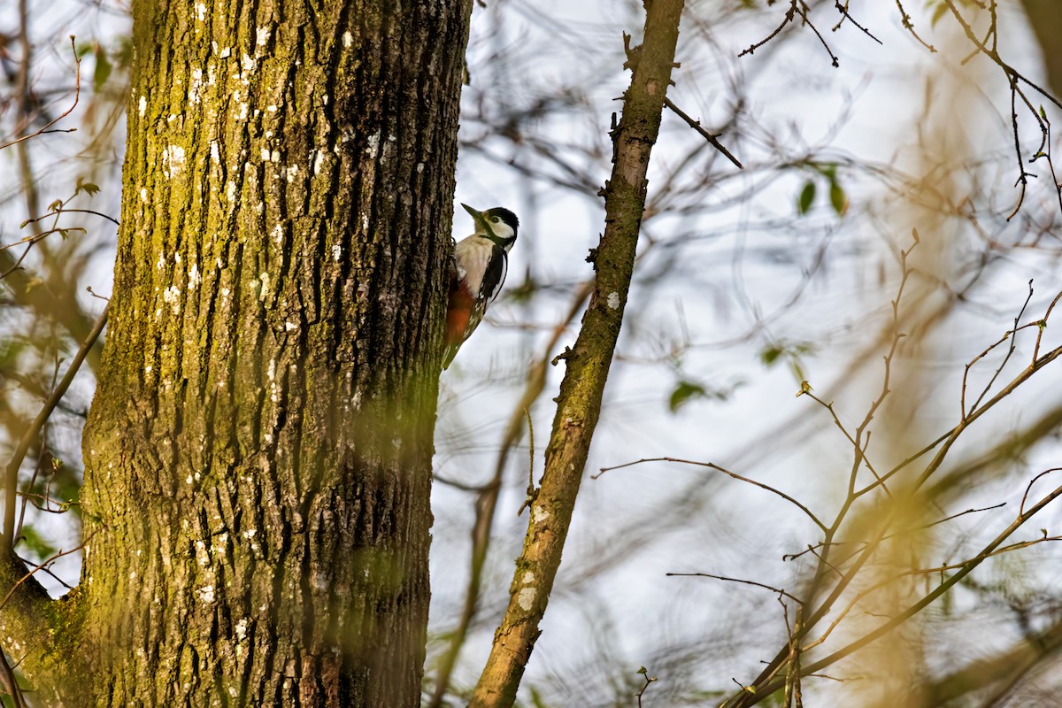 Great Spotted Woodpecker - ML618068376