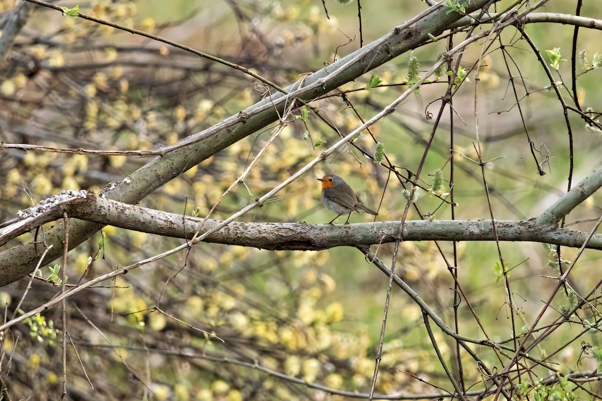 European Robin - ML618068388