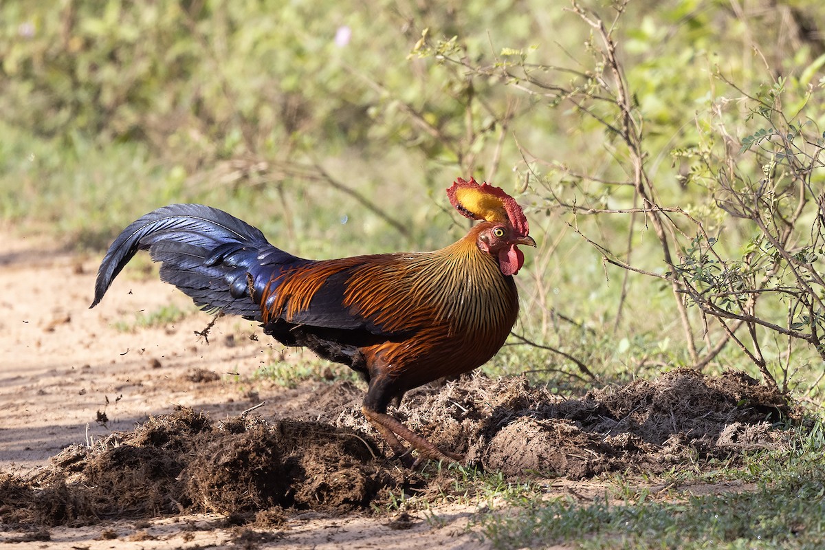 Sri Lanka Junglefowl - ML618068393