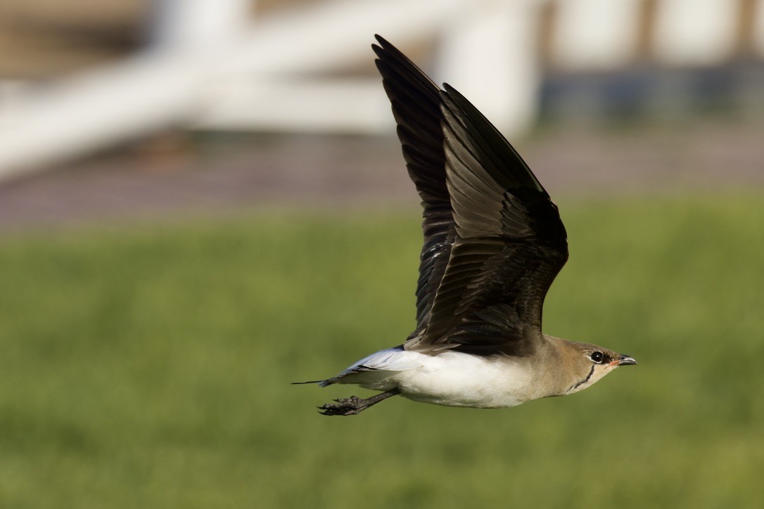 Black-winged Pratincole - Ted Burkett